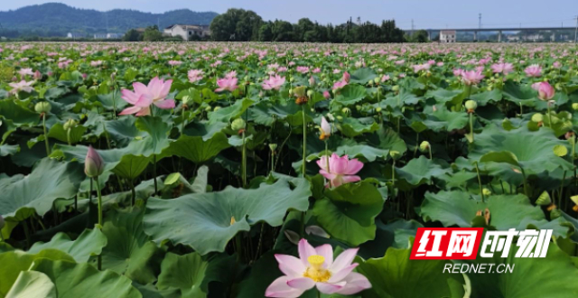 各美其美！彰显“美醴乡村”多元化_腾讯新闻