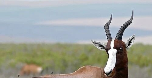 白斑羚被CITES附录除名！脱离国际保护伞，圈养种群能否定义“恢复”？缩略图