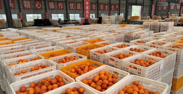 这条线“火眼金睛”辨品质，给每个血橙拍27张照片丨万千气象看四川·甜美内江行_腾讯新闻