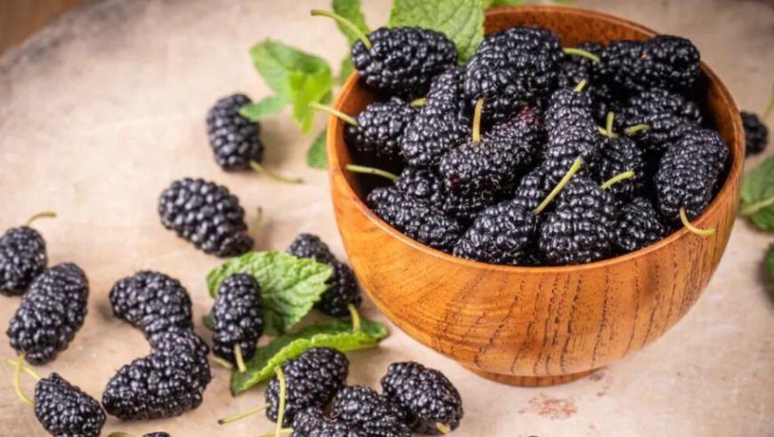 桑葚立大功！顶刊证实：其天然成分抗炎护肝、修复酒精性肝损伤