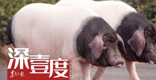 “两头乌”如何实现“两头热”？_腾讯新闻