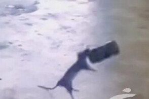 男子对嘴喝易拉罐饮料感染“鼠尿病”，易拉罐瓶口有多脏？还有哪些藏污纳垢处容易被忽略？