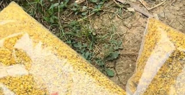 曝「甲醛白菜」博主再曝桂花熏硫，广西通报情况属实正追溯流向，这种桂花危害有多大？还有哪些信息值得关注？