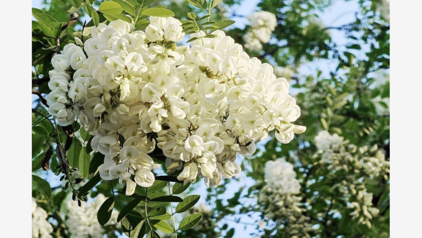 维生素C是苹果的10倍！四五月份必吃的这种花，你吃过吗？