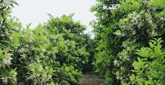 4000多亩！夏坝枳花太美啦~~~_腾讯新闻