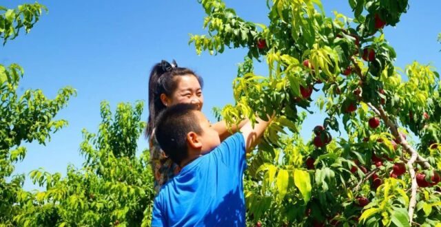 七月乐“桃桃” 一起来民勤“桃”醉整个夏天吧！_腾讯新闻