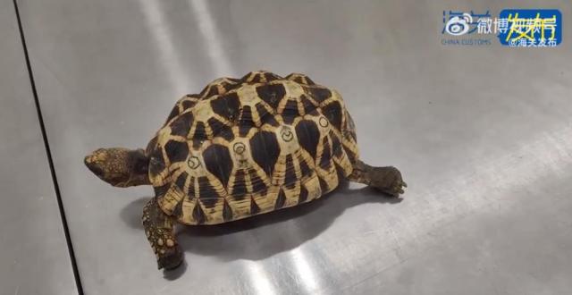 旅客欲违规携带濒危缅甸星龟出境被海关查获_腾讯新闻