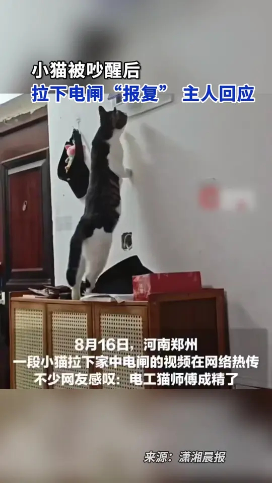主人回应被小猫拉电闸报复_腾讯新闻