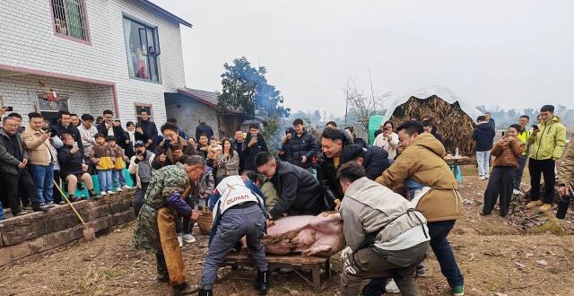 两头猪何以引发全网狂欢？专家：反算法的粗糙真实最动人，建议合川开发“年猪”IP，打造乡村年味文旅新标杆_腾讯新闻