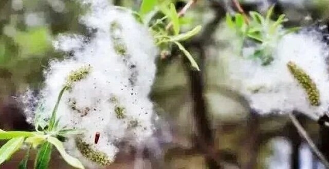 杨柳飞絮进入高发期，重要提醒_腾讯新闻