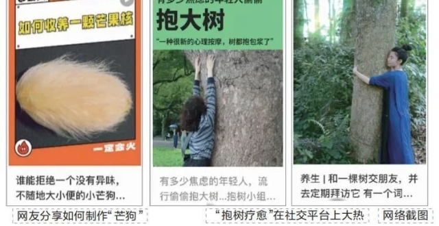 抱大树、养芒狗…年轻人开启解压“新姿势”_腾讯新闻
