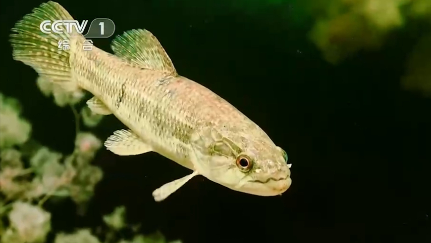 巨水狼脂鲤是一个贪婪的捕食者,它的嘴像钳子一样紧紧咬住猎物
