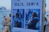 来哈尔滨抱白狐还是抱我？_腾讯新闻