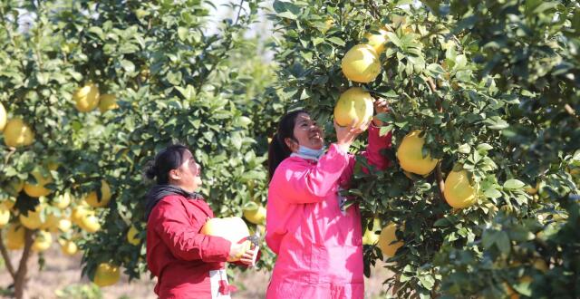 江西彭泽：柚子丰收柚农笑_腾讯新闻