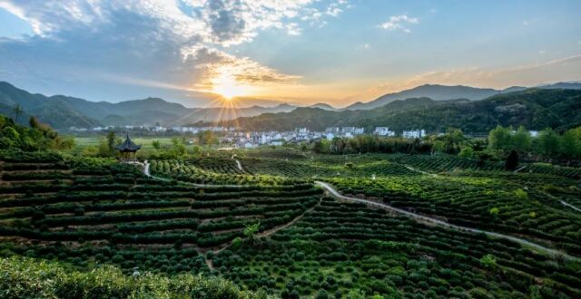 又创“祁”迹！祁门红茶为何能“香飘四海”？_腾讯新闻