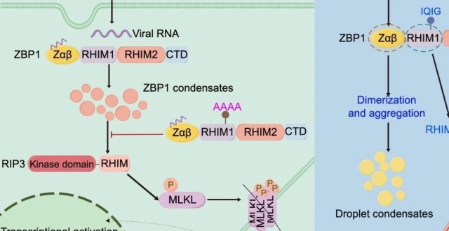 Cell Death & Disease | 复旦大学李继喜团队揭示细胞死亡关键蛋白ZBP1在抗病毒免疫中的作用机制_腾讯新闻