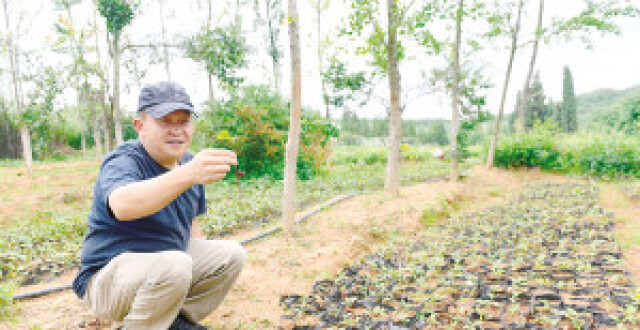 “绿色活化石” 开枝散叶记_腾讯新闻