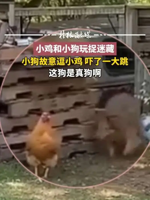 这狗是真狗啊 小鸡和小狗玩捉迷藏 小狗估计逗小鸡吓了一大跳_腾讯新闻