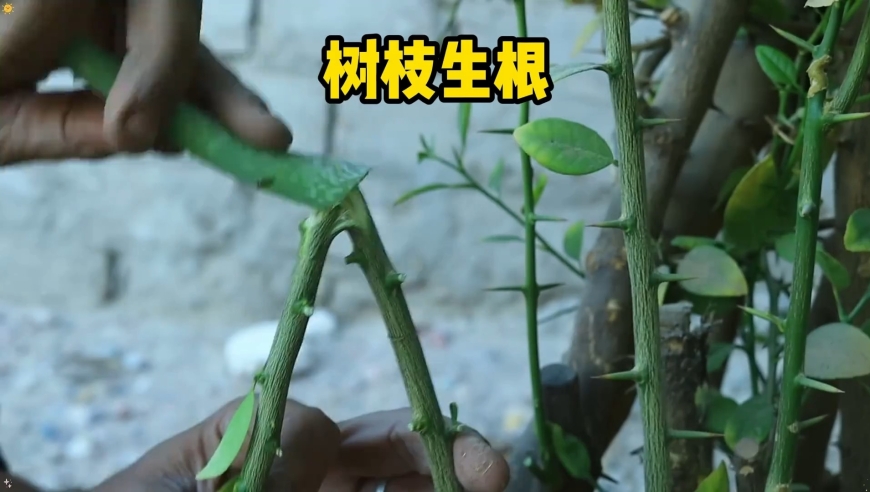 高压繁殖番石榴树！剥树皮刮几下，轻松长出根须_腾讯新闻