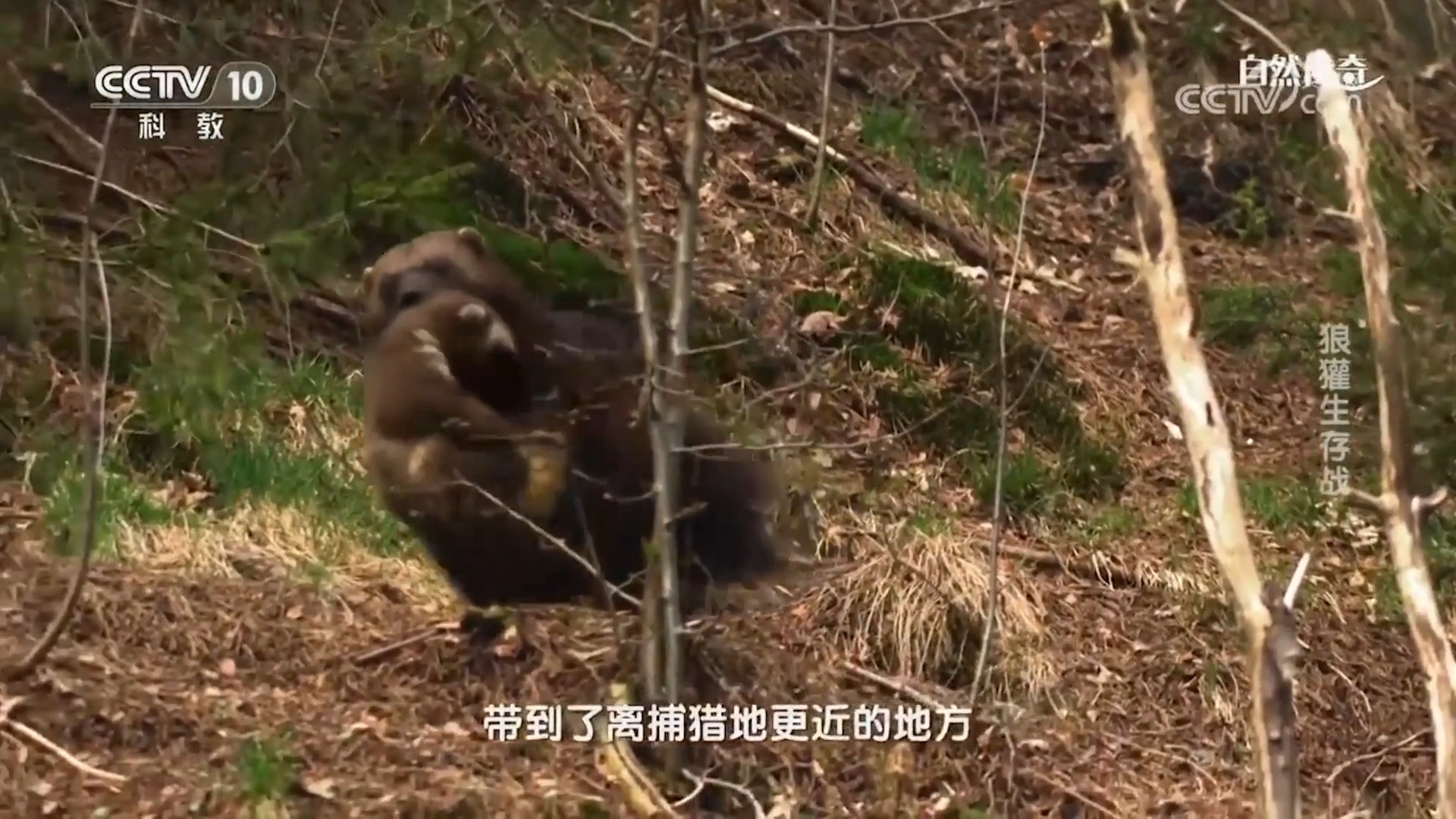 动物世界：母狼獾带崽出巢，不料遭遇狼群，局势瞬间陷入麻烦_腾讯新闻