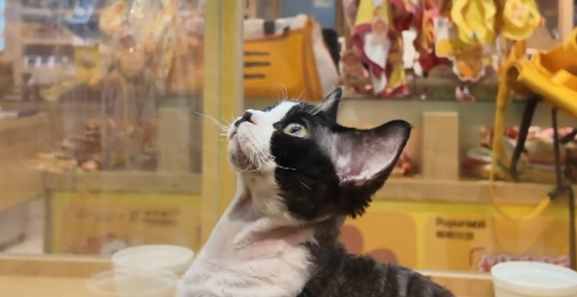 “猫狗双全”既是梦想也是市场丨活力中国调研行_腾讯新闻