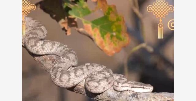 地名，你能说出几个带“蛇”字的？_腾讯新闻