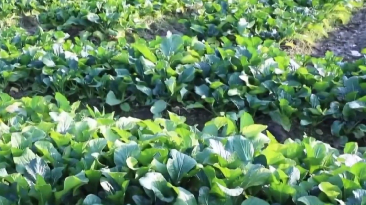 广西灵川：“冬闲田”种植迟菜心，提升土地产出_腾讯新闻