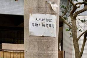 广东女子小区散步被椰树叶砸致十级伤残，椰树叶脱落有多危险？为什么还用椰树做景观树？