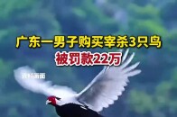 广东一男子购买宰杀3只鸟，被罚款22万_腾讯新闻