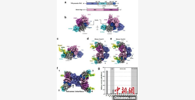 生命体细胞如何应对外部入侵？中国科学家最新研究揭示分子机理_腾讯新闻