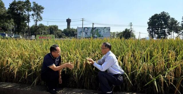 专家解读中国杂交水稻制种亩产破千斤