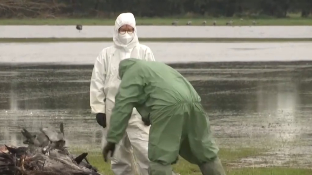 德国：多地出现禽流感，数千只鹤死亡_腾讯新闻