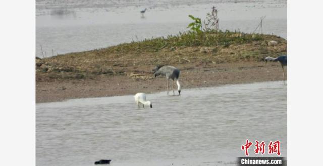 江西鄱阳湖南矶湿地保护区1月记录水鸟20余万羽次_腾讯新闻