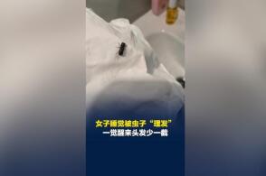 女子睡觉时头发被长蠹咬断一大把，长蠹到底是什么虫？有何预防妙招？