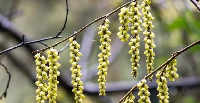 中国旌节花（jīng），春天的持节使者_腾讯新闻