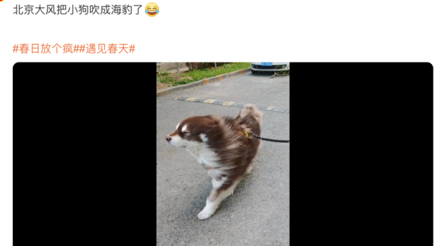 大风天刷屏！小狗被吹成海豹，这名大二学生竟提前预测到了？
