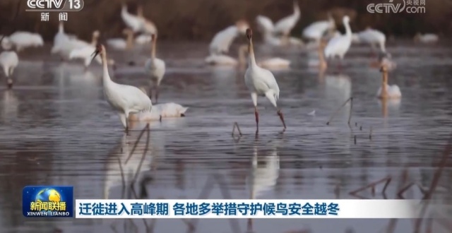 迁徙进入高峰期 各地多举措守护候鸟安全越冬_腾讯新闻