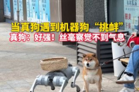 当真狗遇到机器狗“挑衅”，真狗：好强！丝毫察觉不到气息_腾讯新闻
