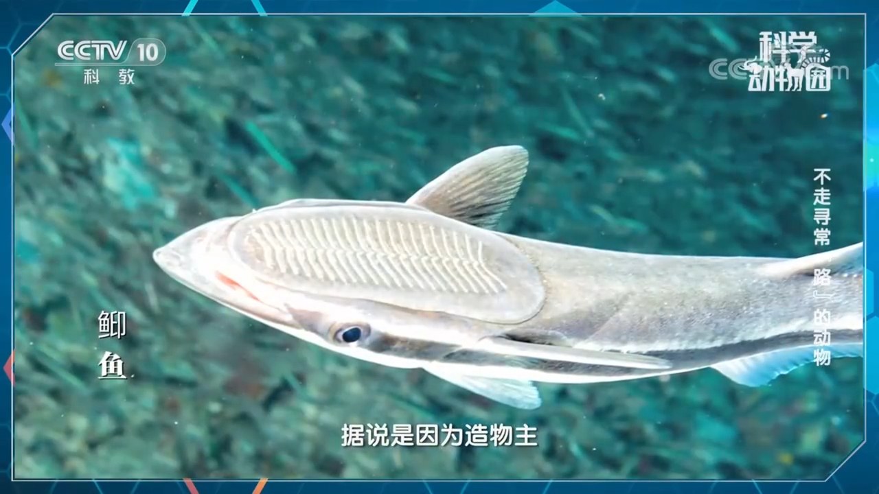 鲆鱼和䲟鱼，它俩谁和小虾虎鱼一样，进化出吸盘？_腾讯新闻