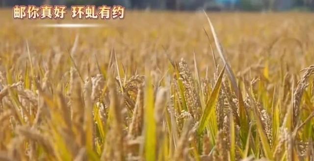 【924关注】真香！龙虬这里好味“稻”_腾讯新闻