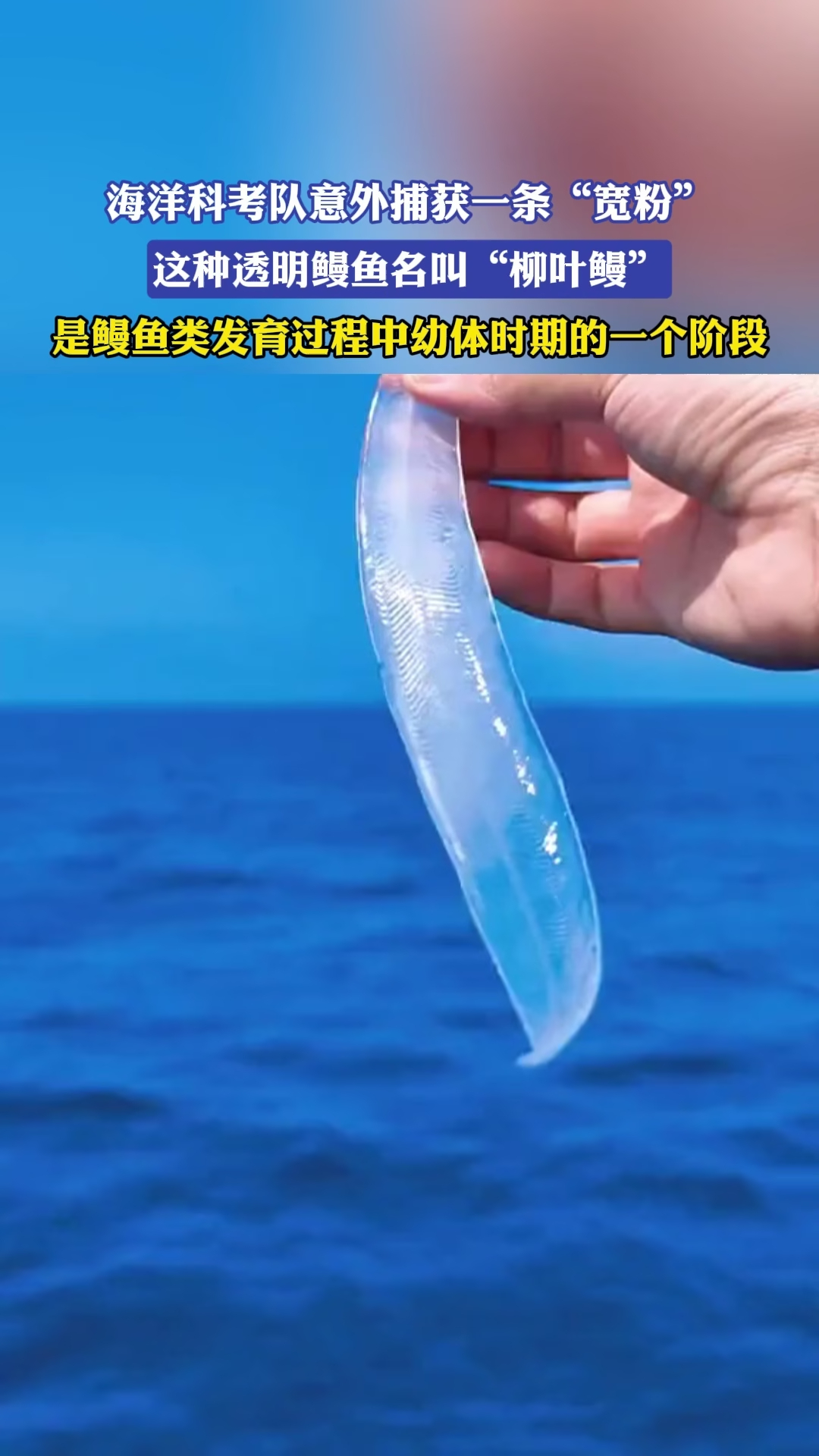 海洋科考队意外捕获一条"宽粉",这种透明鳗鱼名叫"柳叶鳗",是鳗鱼类