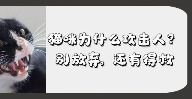 遇到攻击性很强的猫怎么办？别扔，还能再抢救一下_腾讯新闻