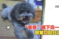 “丢丢”下楼逛一圈，回家抽搐吐沫没救回来_腾讯新闻