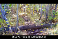 动物界的跨物种合作，郊狼领着小短腿獾，穿越公路一起去捕猎_腾讯新闻
