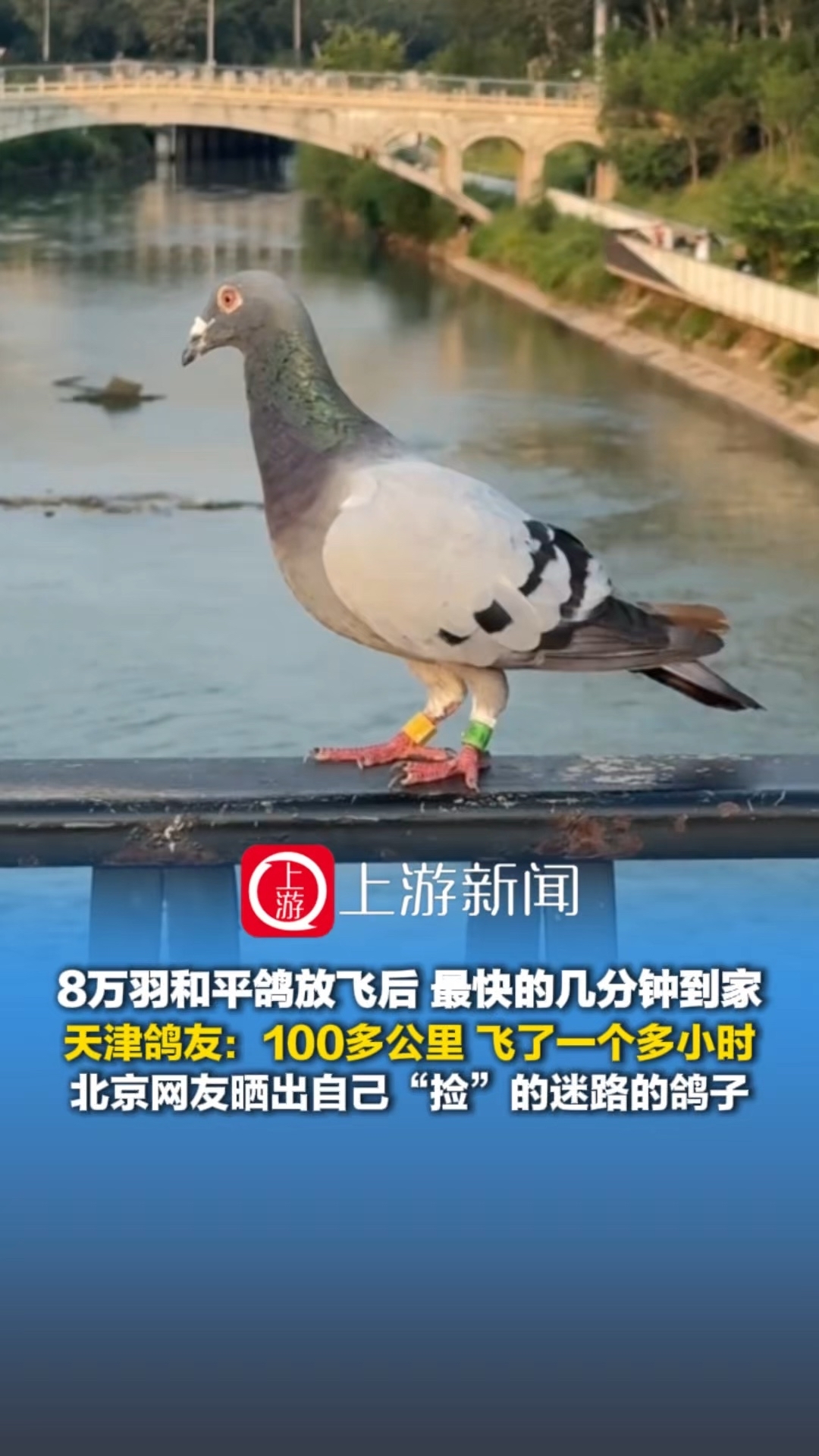 8万羽和平鸽放飞后最快的几分钟到家？腾讯新闻 