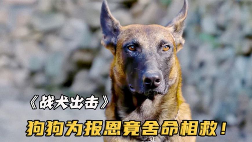狗狗为报主人的恩情,最后竟然舍命救主《战犬出击》