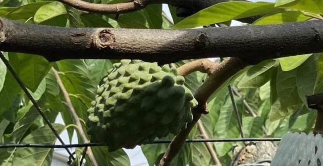 时隔近三年，台湾番荔枝今天恢复输入大陆_腾讯新闻