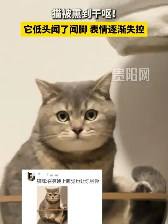 猫被熏到干呕！它低头闻了闻脚，表情逐渐失控_腾讯新闻