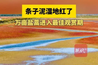 盐城条子泥湿地红了，万亩盐蒿进入最佳观赏期_腾讯新闻