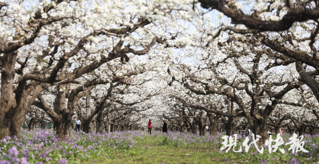 徐州丰县：逛百年梨园，赏万亩梨花绽放_腾讯新闻